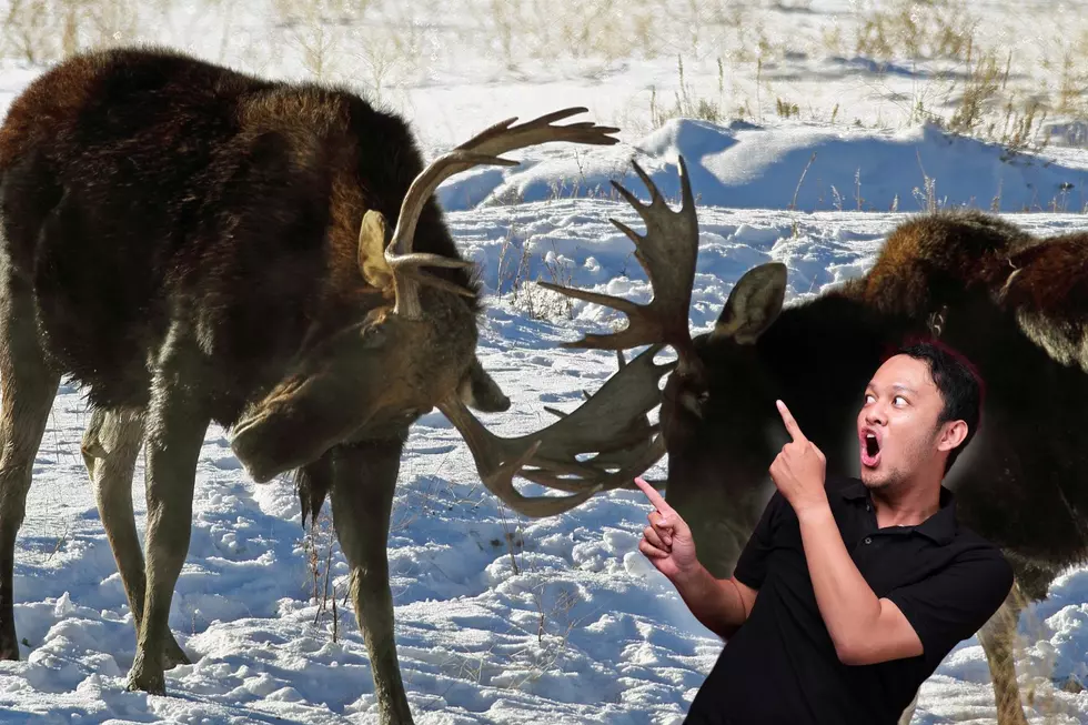 Minnesota Trail Cam Captures Dramatic Moose Clash