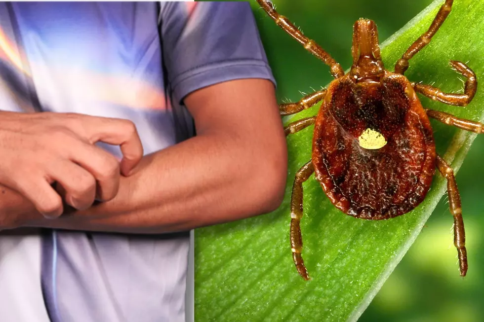 Spit From Common Insect Causing Thousands to Have ‘Terrifying’ Red Meat Allergy