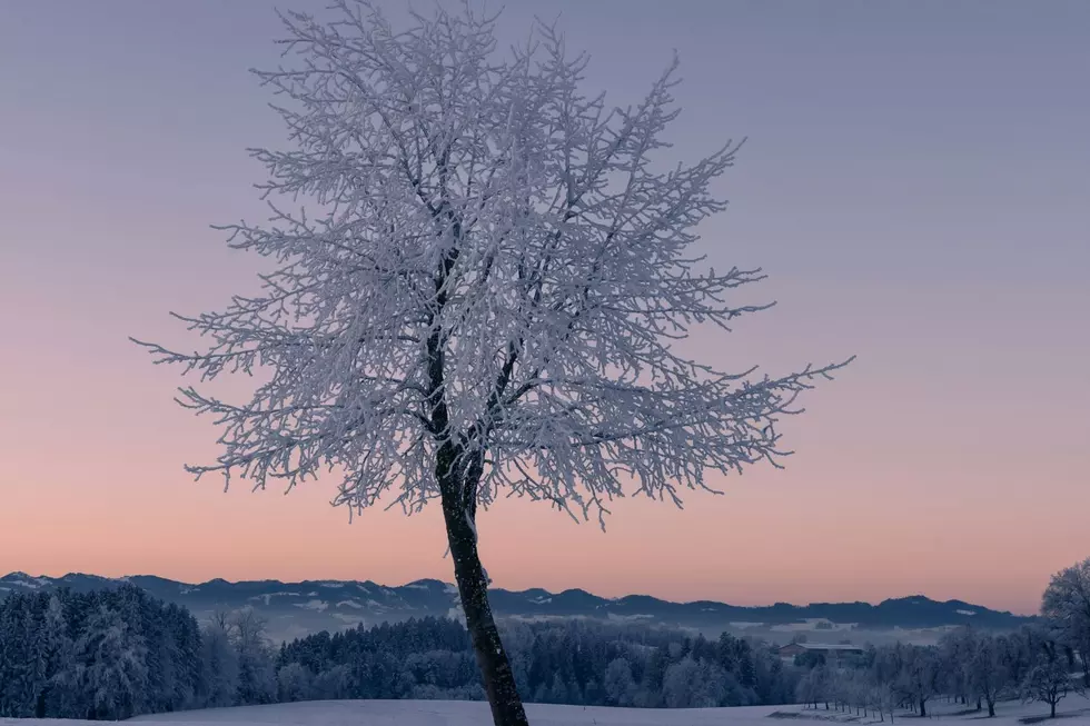 Tim-brr! Cold Enough In MN To Cause Trees To Explode