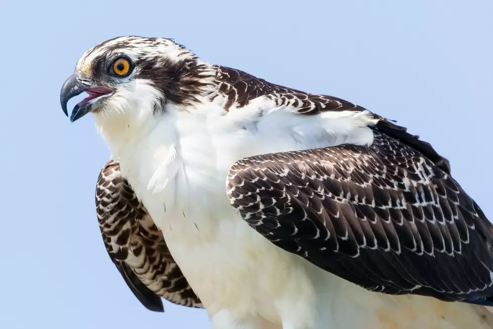 Ospreys Nest On Highway Sign Halts Minnesota Road Work