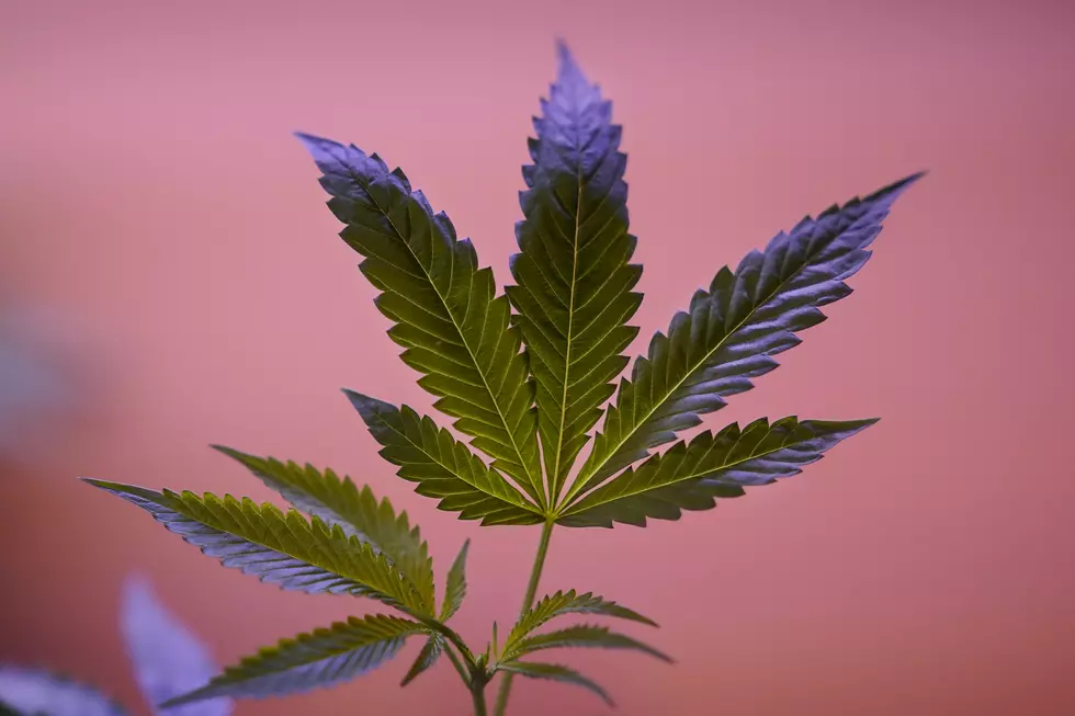 Olmsted County Commissioners Put Cap on Cannabis Businesses