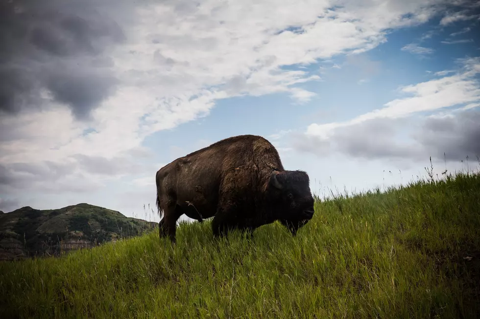 Minnesota Woman Badly Injured by Bison at North Dakota Nat’l Park