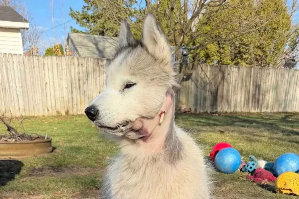 Kasson Husky Shot 3 Times in Backyard, Family Seeks Answers