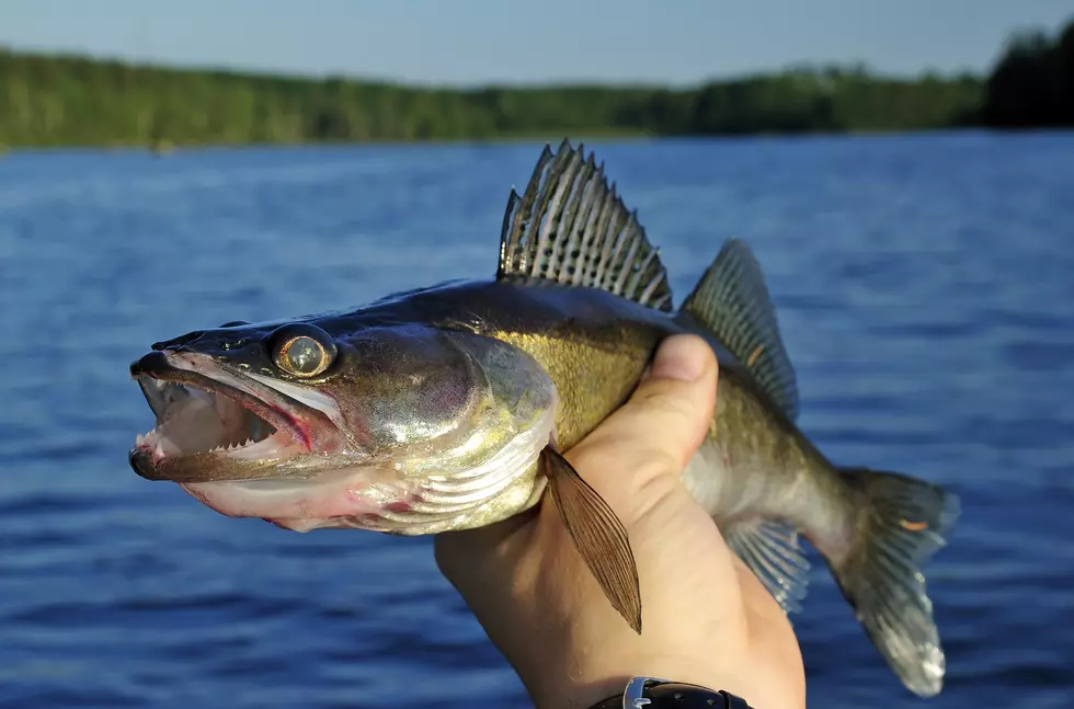 Walleye Rules Announced for Upper Red Lake This Summer