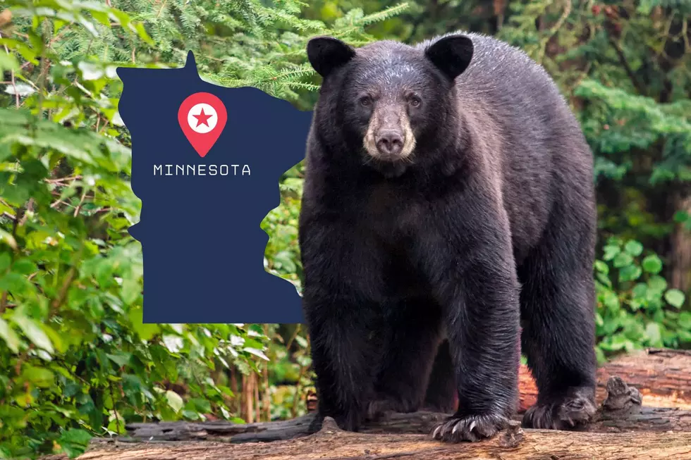 CAUTION! Bear Sightings Happening Now In Minnesota