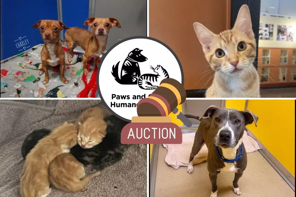 Help Rochester Animals in Need at this Fun-Filled Auction Event
