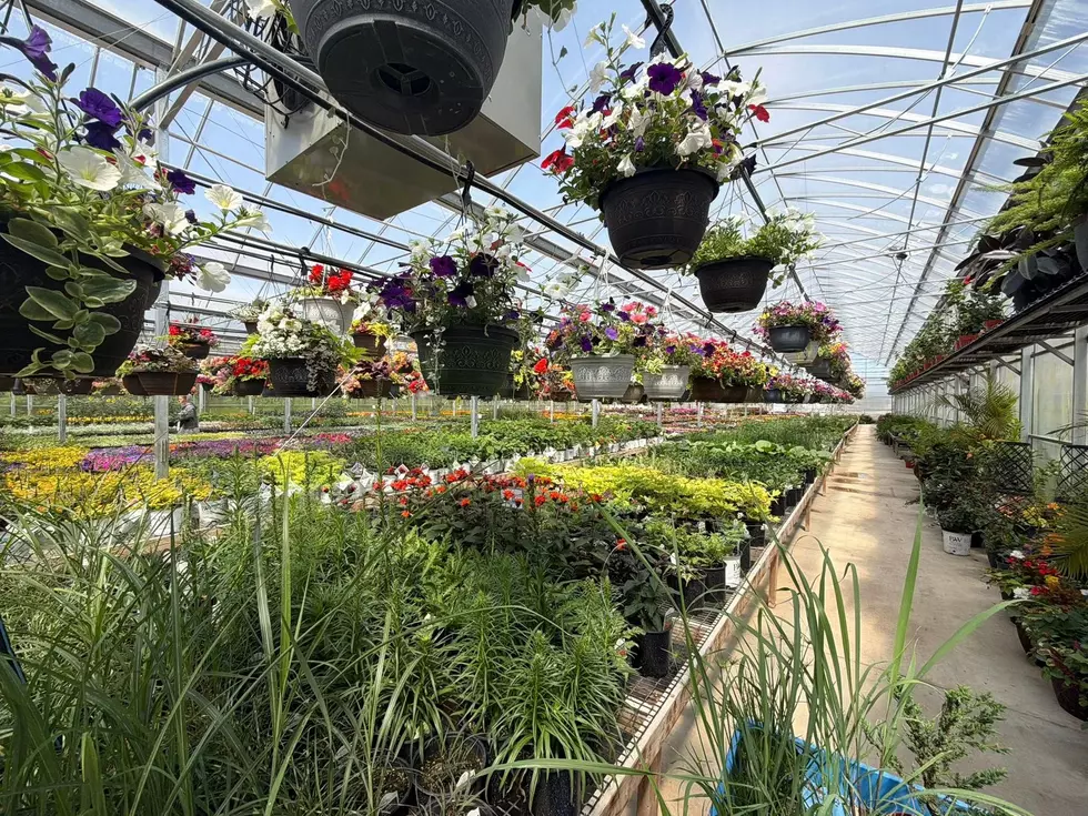 The Ultimate Guide to NE Iowa Mennonite Greenhouses With Lowest Prices and Huge Selection
