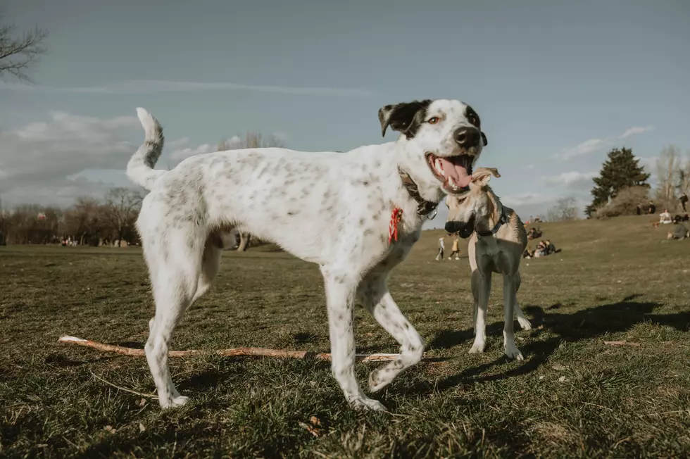 The Best Dog Parks in Rochester, MN