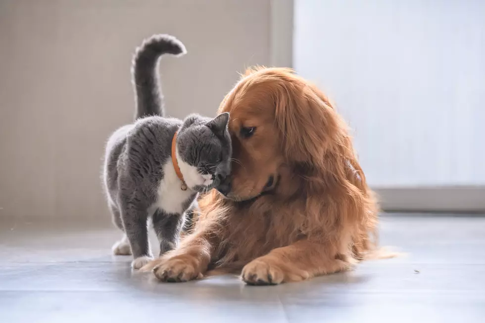 Minnesota Ranks #1 In A Category No Pet Parent Wants