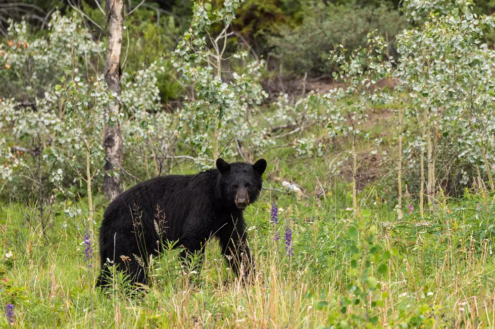 Minnesota’s Ultimate Spot For Wild Black Bear Encounters